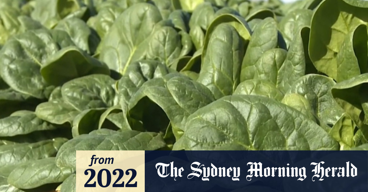 Video Number of contaminated spinach cases rises as recall expands